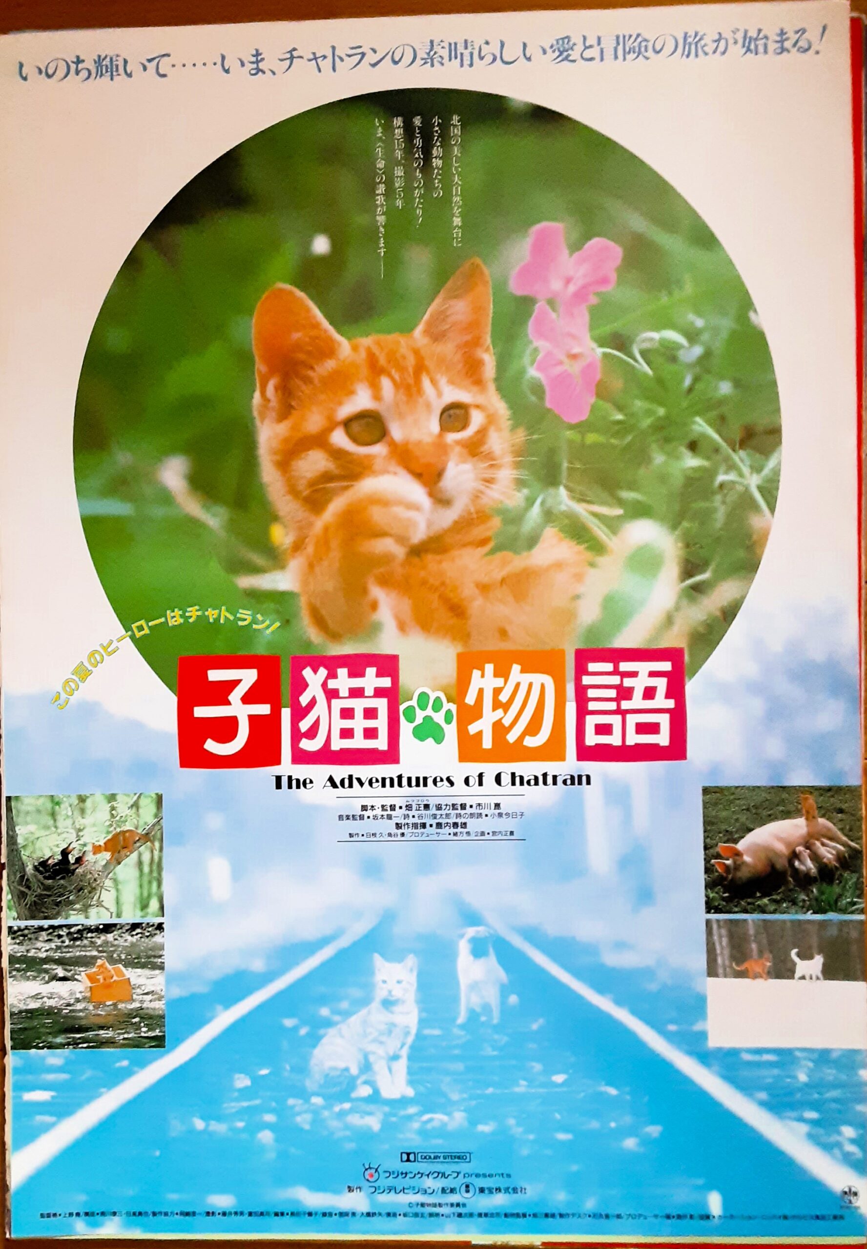 館名入り映画パンフレット 『子猫物語』（新宿プラザ劇場） 館名入り 